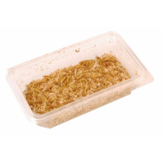 Live mealworms for birds