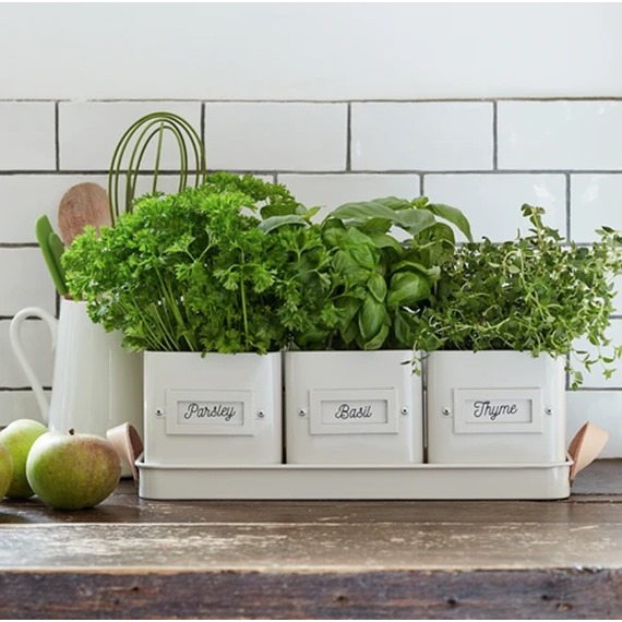 Herb Pots in Leather Handled Tray 