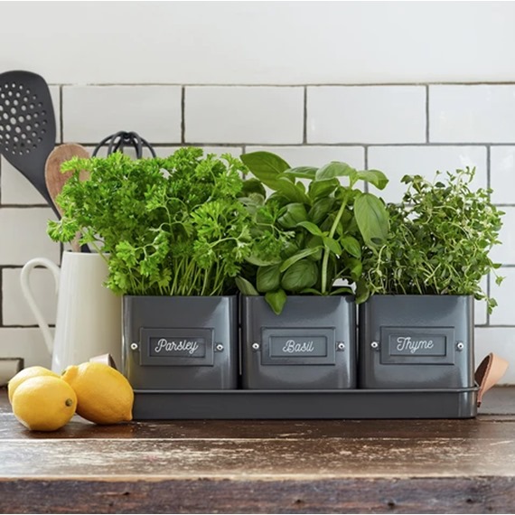 Herb Pots in Leather Handled Tray 