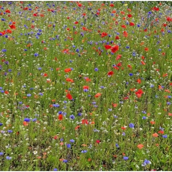 Natures Haven Easy Wildflowers