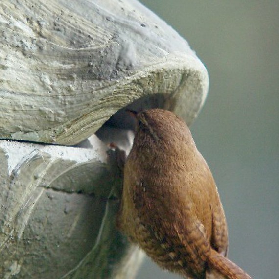 Roundhouse Wren Box