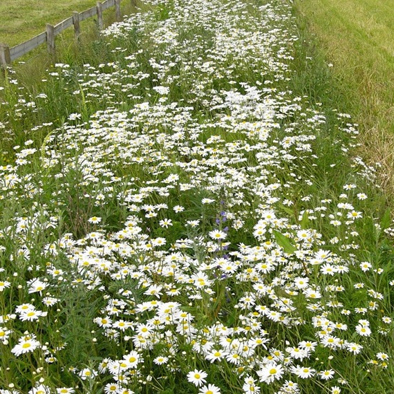 Sandy Soil 100% Wildflower Mixture