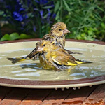AnyPlace™ Bird Bath