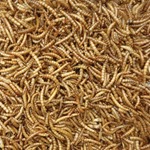 Dried Mealworms 
