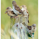High Energy Fledgling Mix™