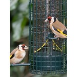 Squirrel Buster™ Finch