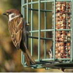 Nuttery Original Compact Peanut Feeder