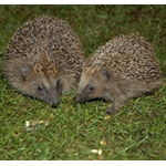 Brambles Meaty Hedgehog Food