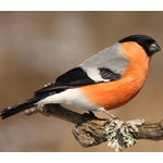 Native Finch Mix 