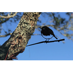 Metal Bird - Robin