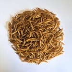 Dried Mealworms 