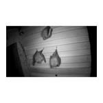 Simon King Bat Rack Hanging Roost 