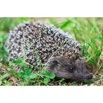 Brambles Semi-Moist Hedgehog Food