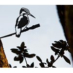 Metal Bird - Kingfisher