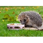 Myrte Hedgehog Bowl