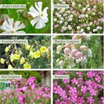Native Wildflower Seeds for Bats