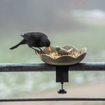 Balcony Bird Feeding Dish Balus - Olive Green