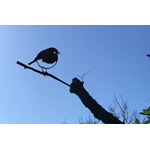 Metal Bird - Robin
