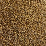 White Millet