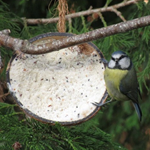 Half Coconut with Mealworm Flavour Suet