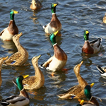 Really Wild Duck and Swan Food