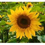 Black Sunflower Seeds