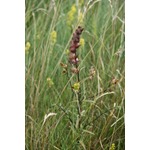 Yellow Rattle Seeds 100%