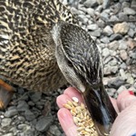 Really Wild Duck and Swan Food