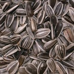 Striped Sunflower Seeds