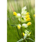 Yellow Rattle Seeds 100%
