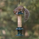 RSPB Squirrel Buster™ 