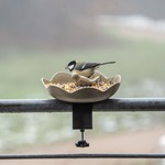 Balcony Bird Feeding Dish Balus - Olive Green