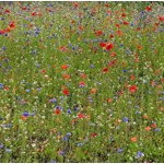 Nature's Haven Easy Wildflowers
