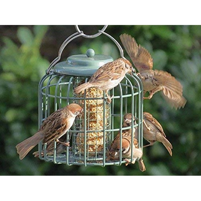 Nuttery Oval Caged Feeder for Suet Feasts or Fatballs (OVLCO3) RWBF Co.