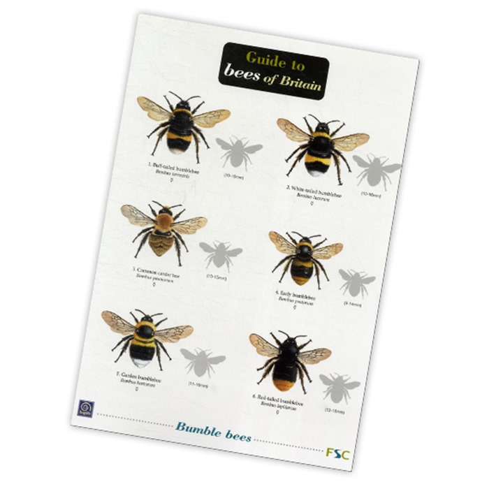 Bee Identification Chart Uk