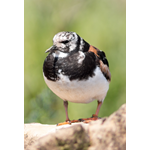 d9a43521-584f-4f77-99f0-e8b12de6d208