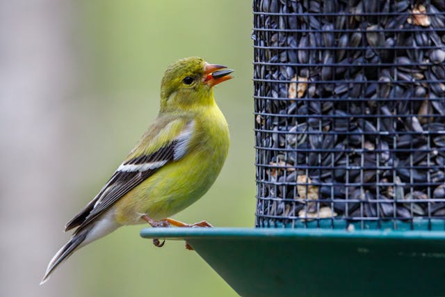 top 10 bird feeding mistakes
