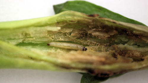 larvae destroying a stem