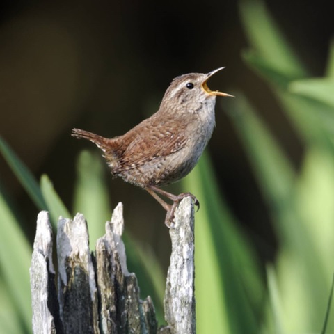 Dawn chorus bird