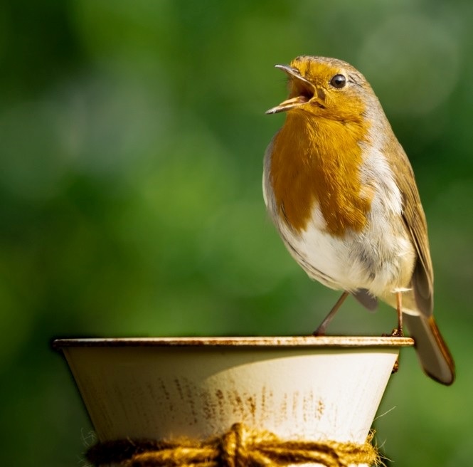 Robin singing