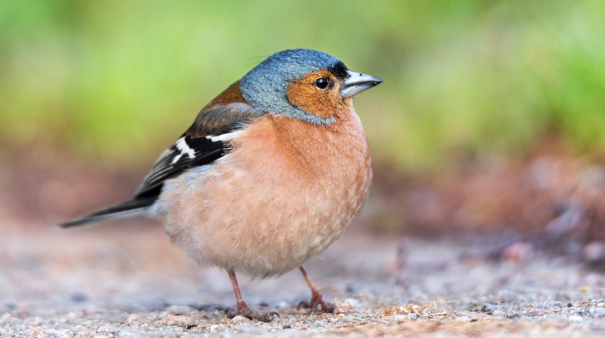 What Do Finches Eat?