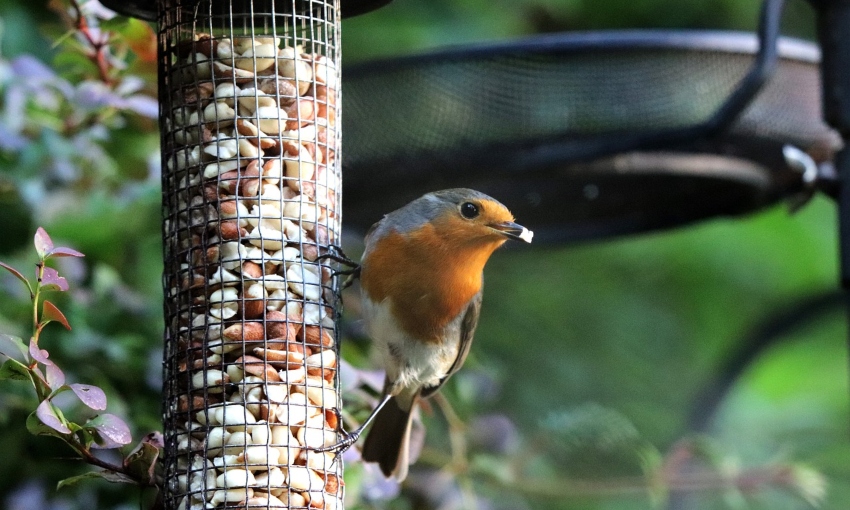 What to Feed Birds in Summer