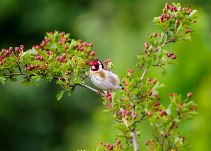 Do Birds See in Colour?