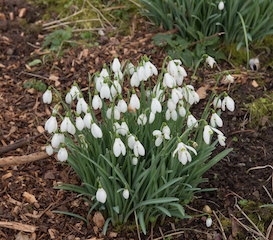 snowdrops