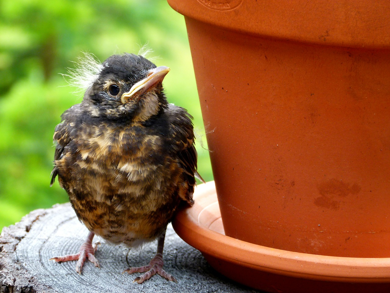 Baby robin