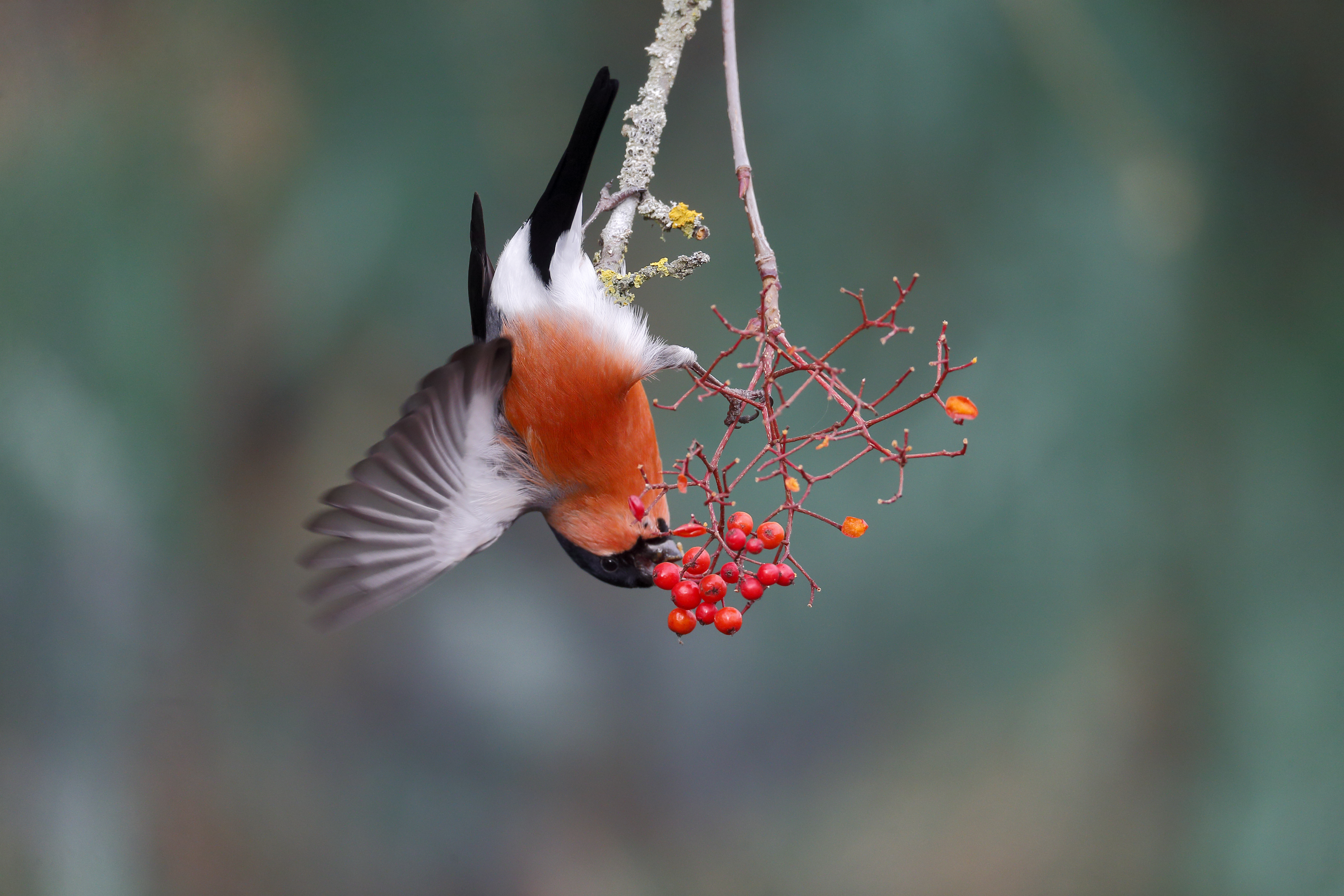 Bullfinch bird - Phrrhula pyrrhula