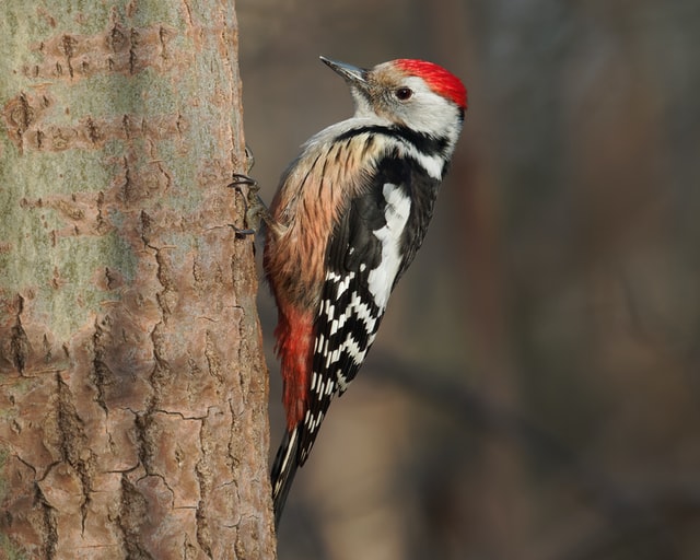 woodpecker