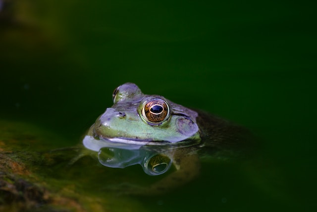 frog in a pond