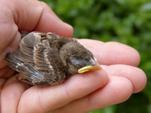 Baby sparrow