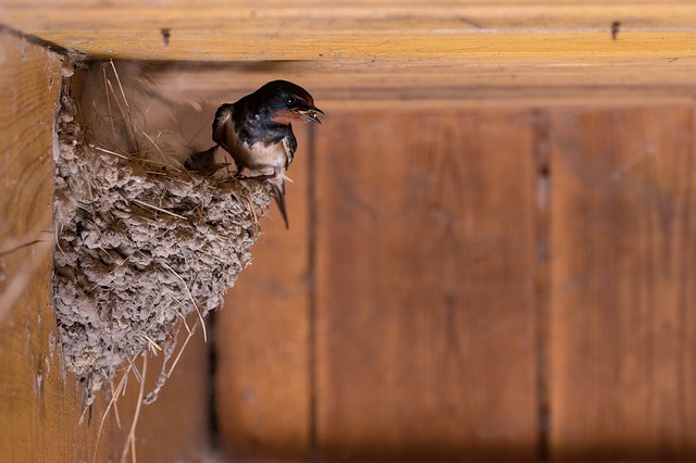 Barn swallow